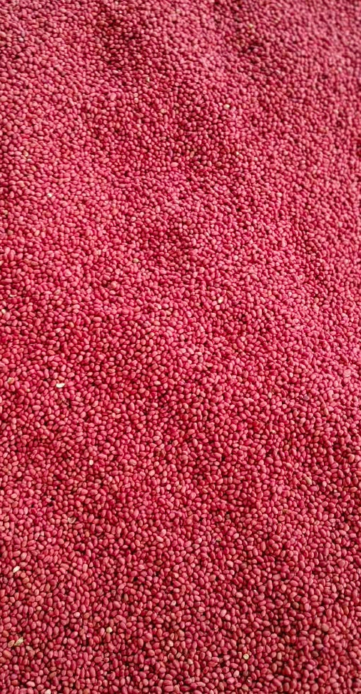 RED GROUNDNUTS - 800 G