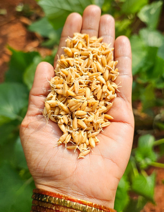 Khapli sprouted wheat flour - 500G